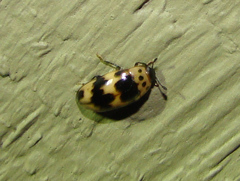 Ischyrus quadripunctatus