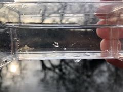 Palaemon kadiakensis