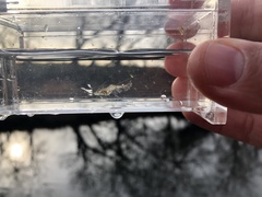 Palaemon kadiakensis