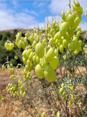 Astragalus asymmetricus