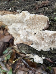 Irpiciporus