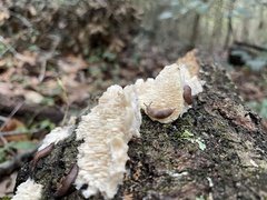 Irpiciporus