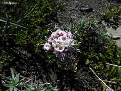 Valeriana fonkii