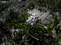 Valeriana fonkii
