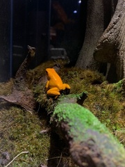 Phyllobates terribilis