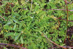 Anisotome aromatica