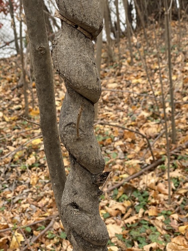 black ash (Fraxinus nigra)
