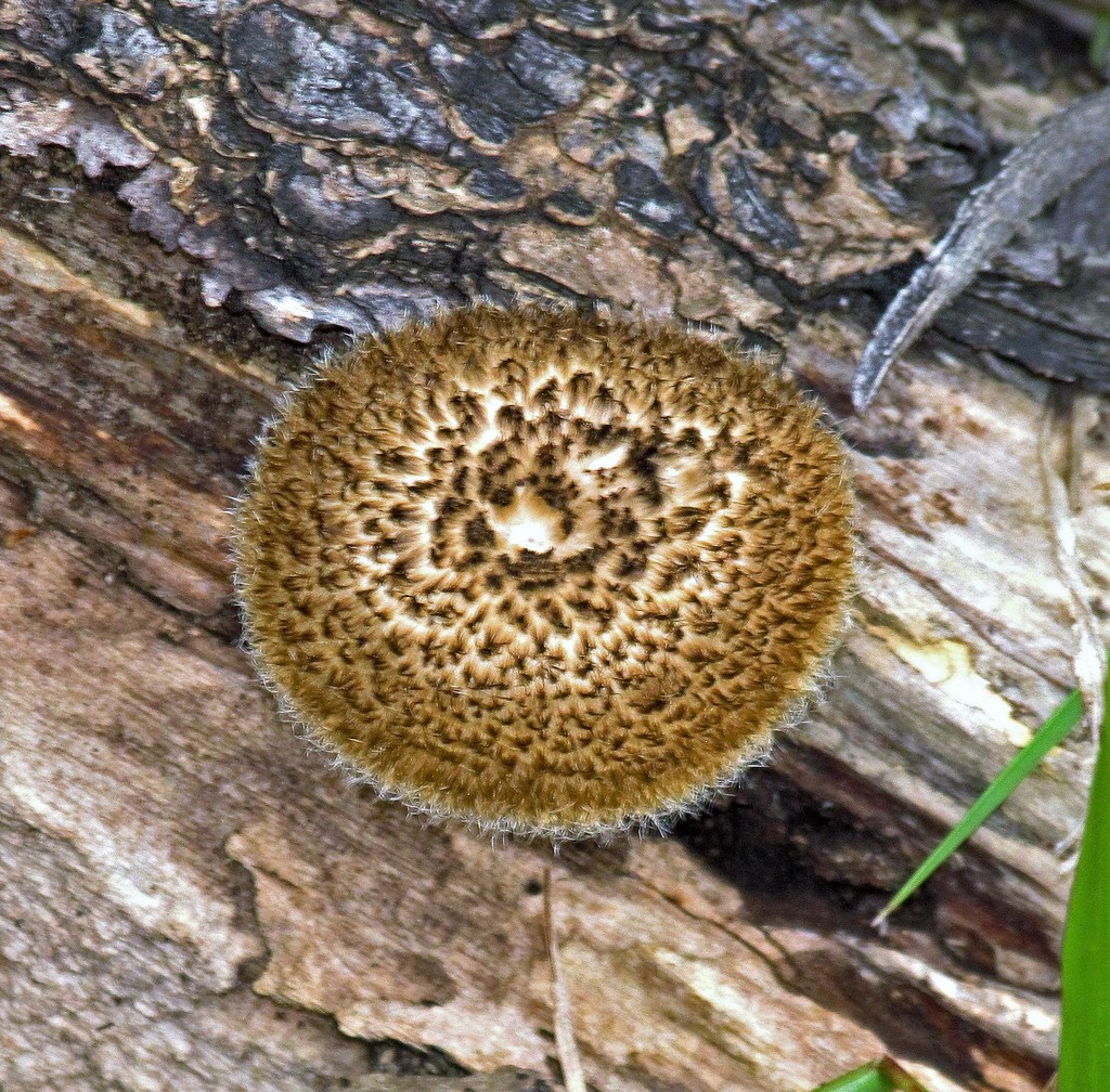 Lentinus crinitus · August 2012 · photo: © hhulsberg (iNaturalist, cc-by)