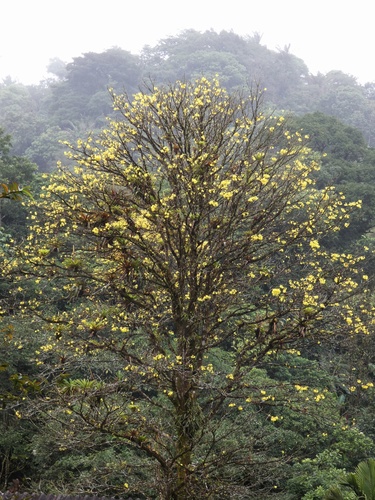 Image of Handroanthus guayacan by (c) Kai Squires, some rights reserved (CC BY)