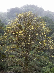 Handroanthus guayacan image