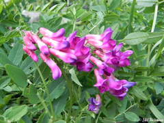 Vicia magellanica