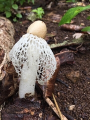 Phallus atrovolvatus