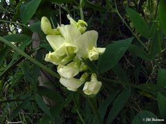 Vicia nigricans