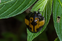 Orexita blanchardi