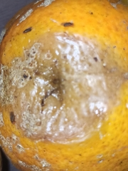 Penicillium