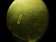 Macrostomum