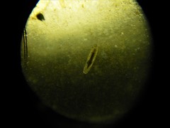 Macrostomum