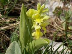 Orchis pallens