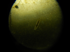 Macrostomum