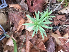Linaria vulgaris