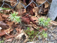 Linaria vulgaris