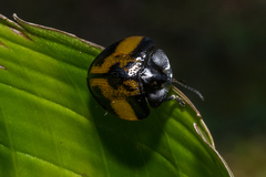 Orexita blanchardi