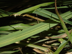 Cymbopogon nardus