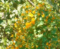 Tropaeolum minus