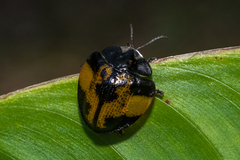 Orexita blanchardi