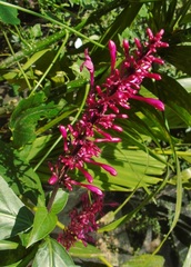 Odontonema callistachyum