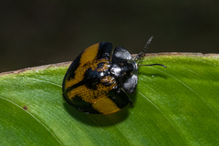 Orexita blanchardi