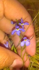 Diastatea