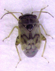 Coridromius chenopoderis