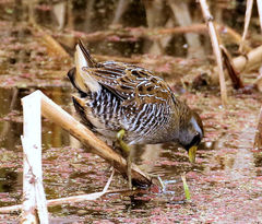 Porzana carolina