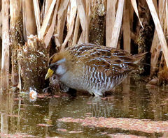 Porzana carolina