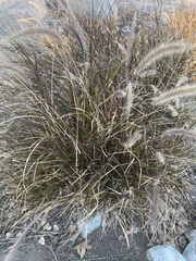 Cenchrus × cupreus