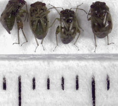 Coridromius chenopoderis