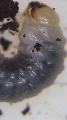 Cyphanobium illustre