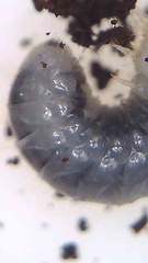 Cyphanobium illustre