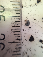 Cyphanobium illustre