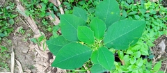 Euphorbia heterophylla image