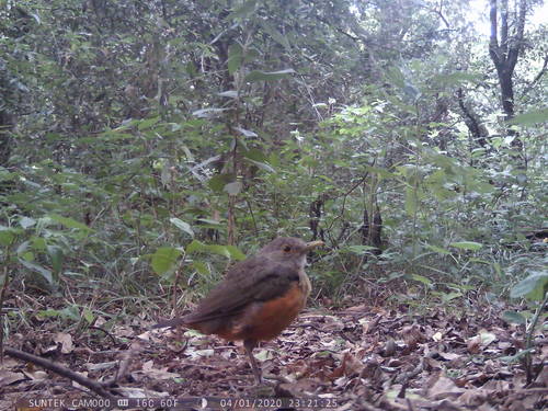 Rufous-bellied Thrush