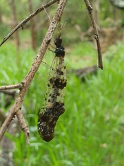 Periclystus circuiter