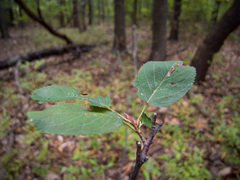 Amelanchier nantucketensis