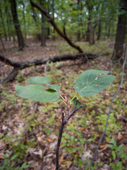 Amelanchier nantucketensis