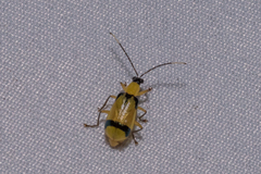 Diabrotica arcuata