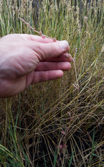 Atriplex dioica