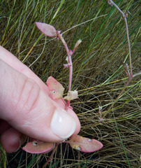 Atriplex dioica