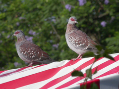 Columba guinea