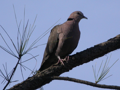 Streptopelia semitorquata
